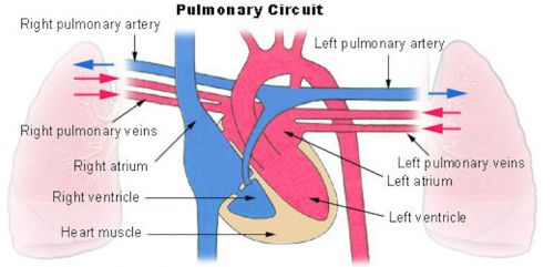 fetal heart circulation