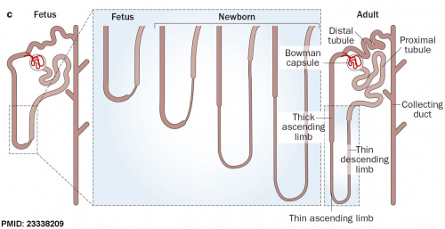 Fetal nephron development 01.jpg