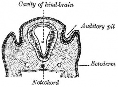 Section human embryo 12 days hind-brain