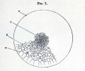 Fig. 7. Surface view of the germinal disc of a hen's egg during the later stages of segmentation.