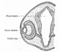 Fig. 462. Later stage in development of optic cup and lens than is shown in Fig. 461.