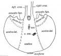 Fig. 210. Diagram of the Diaphragm to show the Parts formed by each of the five Elements.