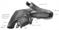 Fig. 37 Wax model of laryngeal region (seen from below)