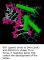 molecular model of SRY and DNA interaction