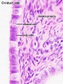 Uterine tube (monkey) epithelium and underlying histology
