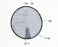 Fig. 14. Area pellucida of a very young blastoderm of a chick.