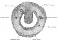 Fig. 655. Transverse section of the urogenital sinus of a male embryo of 70 mm head-foot length. (Embryo R. Meyer 267; slide 60, row 2, section 3.) X47. The section shows Mailer's tubercle projecting into the lumen of the sinus and around the sinus the anlagen of the prostatic glands.