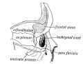 Fig. 20. Showing on the inner wall of the Orbit (1) the position of the Infundibulum, (2) the pars facialis lachrymalis.