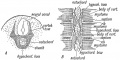 Fig. 55. The development of the Membranous Basis of a Vertebra