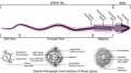 Mouse- spermatozoa EM and diagram