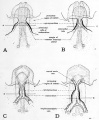 Fig. 27. Ventral- view diagrams to show the origin and subsequent fusion of the paired primordia of the heart.