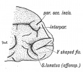 Fig. 126. The Lateral Aspect of the Occipital Lobe of a Human Brain