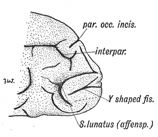 Fig. 126 Lateral Aspect of the Occipital Lobe of a Human Brain