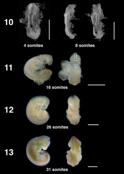 File:Bat embryo stage 10-13.jpg
