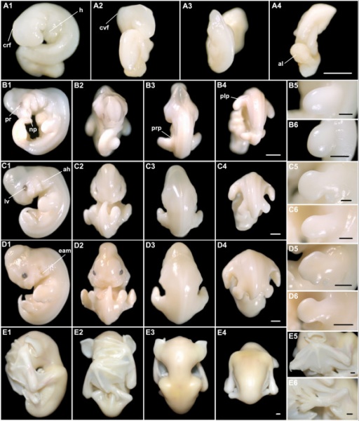 File:Bat-embryonic stages 11-22.jpg
