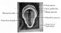 Fig. 45. Surface view of embryonic disk of chick.
