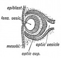 Fig. 143. The manner in which the Lens Vesicle is severed from the Epiblast.