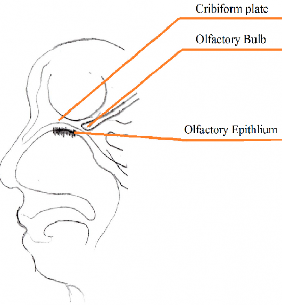 File:Olfactory bulb and epithelium.png