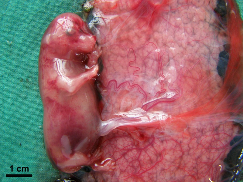 File:Canine embryo E35-38 image003.jpg