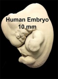 Embryo 10mm surface icon.jpg