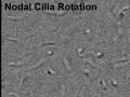 Nodal-cilia-001-icon.jpg