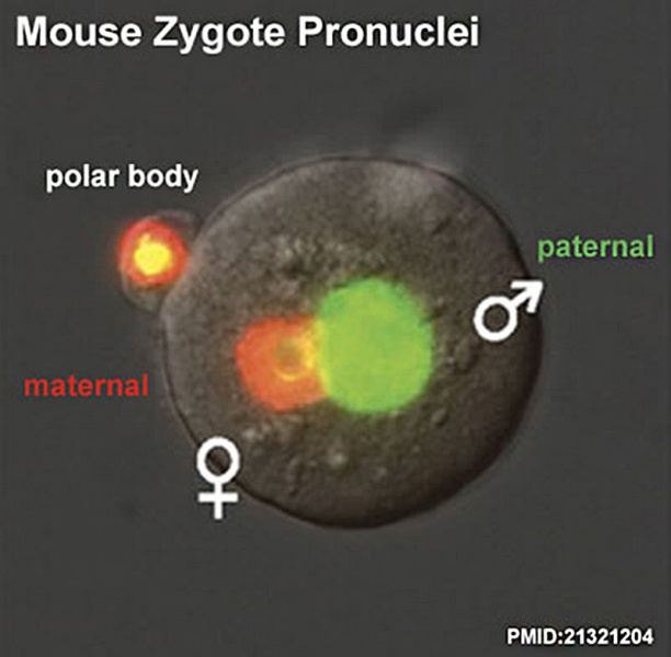 File:Mouse zygote pronuclei 01.jpg