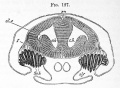 Fig. 127. Section through the brain and olfactory organ of an embryo of scyllium