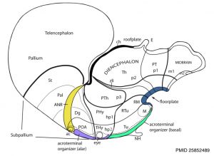 Hypothalamus model