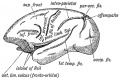 Fig. 178. The Island of Reil and Fissures on the lateral Aspect of the Brain of a dog-like Ape.