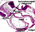 buccopharyngeal membrane