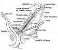 Fig. 59. The position of the Ovary and Fallopian Tube in the 5th month.