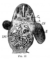 Fig 13 human embryo 5 mm