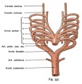 Fig. 537. Aortic arch of mammals and man