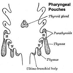 Pharyngeal pouches