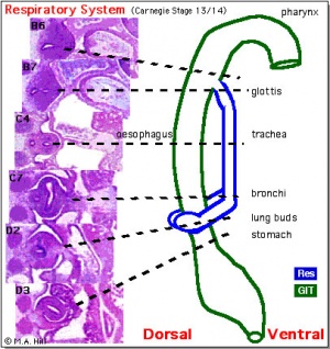 respiratory embryonic stage