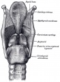 952 Ligaments of the larynx (posterior view)