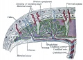 39 Placental circulation