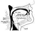 Fig. 30. Showing the Buccal and Pharyngeal parts of the Tongue.