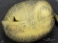 Lizard embryo 05.jpg