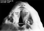 Stage 23 embryo palate