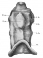 Fig 315 Pharynx of the embryo Rob. Meyer No. 335