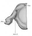 Fig 322 Pharynx embryo 21 mm