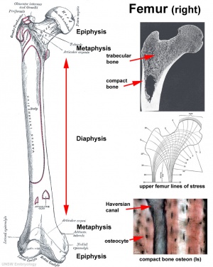 Bone femur diagram
