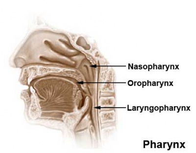 Pharynx.jpg