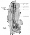 Dorsal view of dog embryo with ten pairs of mesodermal somites