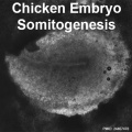 Chicken Embryo Somite1-icon.jpg