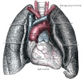 970 Front view of heart and lungs