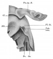Fig 323 Pharynx embryo 24.4 mm