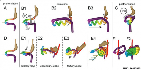 Human intestine “en-bloc rotation” model.jpg