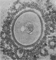 Fig. 1. Human ovum in discus proligerus in early part of prophase of first division
